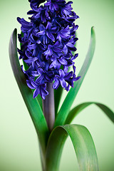 Image showing blue hyacinth on green