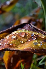 Image showing Raindrops on lily leaf