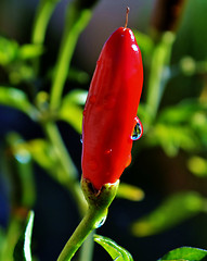 Image showing Red Chilli Pepper