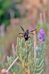 Image showing Potter Wasp