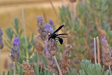 Image showing Potter Wasp