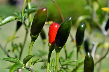 Image showing Red Chilli Pepper