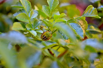 Image showing Stink Bug