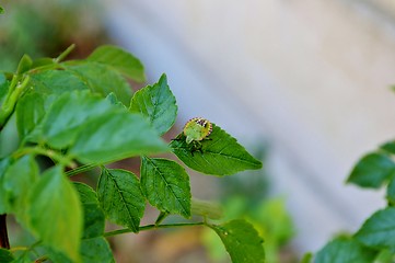 Image showing stink bug