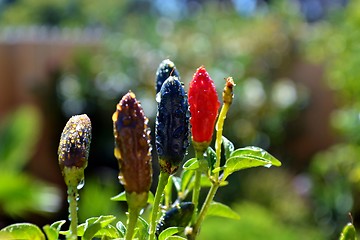 Image showing Red Chilli Pepper