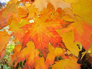 Image showing beautiful autumn foliage of maple tree