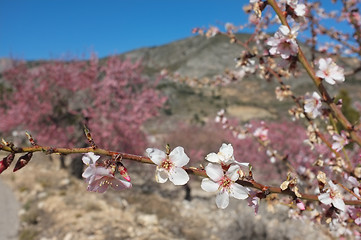 Image showing Almond tree blossom