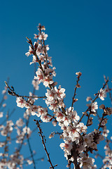 Image showing Flowering almond tree