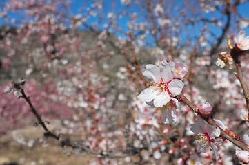 Image showing Almond trees