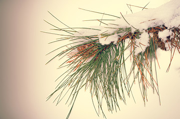 Image showing Fir tree branch with cone and snow