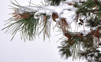 Image showing Fir branches with snow and cone natural