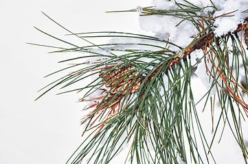 Image showing Cone on fir branches evergreen with snow