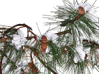 Image showing Cone on green fir branches with snow 