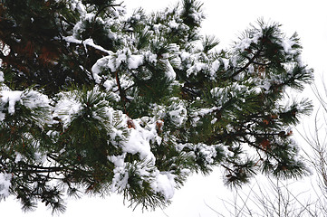 Image showing Fir tree branch with fresh snow