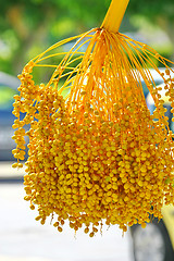 Image showing Date palm tree with dates