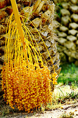 Image showing Date palm tree with dates