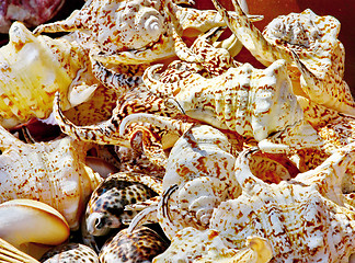 Image showing Seashells background 