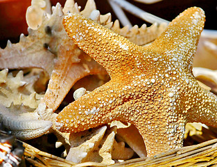 Image showing Sea stars