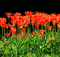 Image showing Tulips