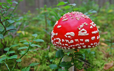 Image showing Red Toadstool