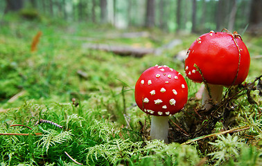 Image showing Red Toadstool