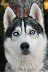 Image showing Husky dog