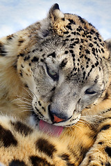 Image showing 	snow leopard 