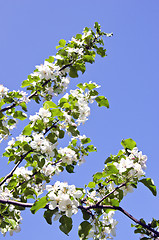 Image showing White apple tree buds blooms spring background 