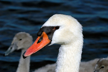 Image showing Swan portrait