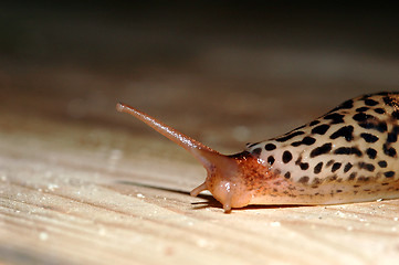 Image showing Limax maximus