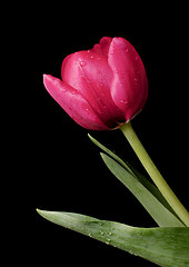 Image showing Tulip Spring Dew