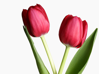 Image showing Two Tulips