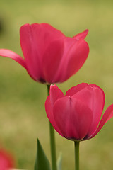 Image showing Flowers in a field