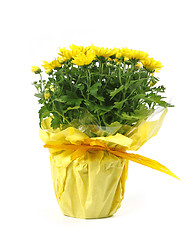 Image showing yellow flowers