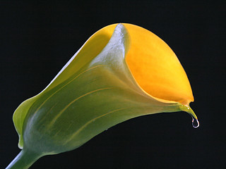 Image showing yellow calla