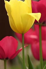 Image showing Tulips