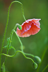 Image showing wild poppy