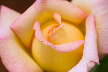 Image showing Peace Rose