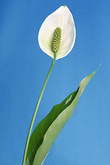 Image showing Peace Lily (Spathiphyllum)