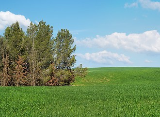 Image showing Green meadow at the edge of pine grove