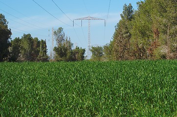 Image showing Overhead power transmission line over the pine forest and meadow