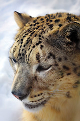 Image showing snow leopard