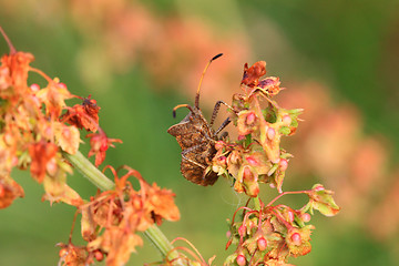 Image showing bug, bedbug brown on the delicate flower in summer