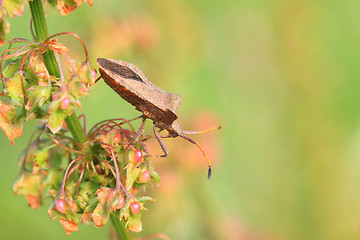 Image showing bug, bedbug brown on the delicate flower in summer