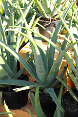 Image showing small pot of cactus plant in the market