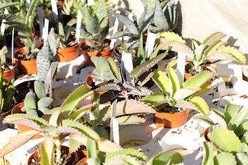 Image showing small pot of cactus plant in the market