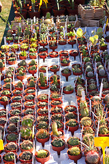 Image showing small pot of cactus plant in the market