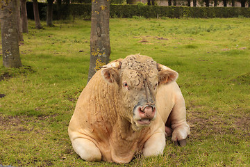 Image showing French Charolais bull lying in grass green