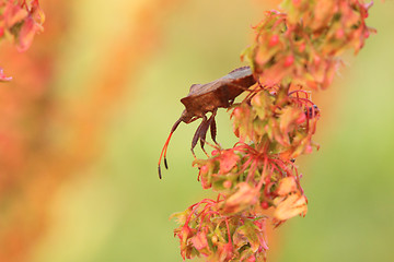 Image showing bug, bedbug brown on the delicate flower in summer