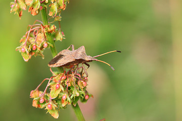 Image showing bug, bedbug brown on the delicate flower in summer